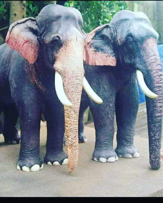 Kerala Elephant List കേരളത്തിലെ നാടൻ ആനകൾ ലിസ്റ്റ് 1