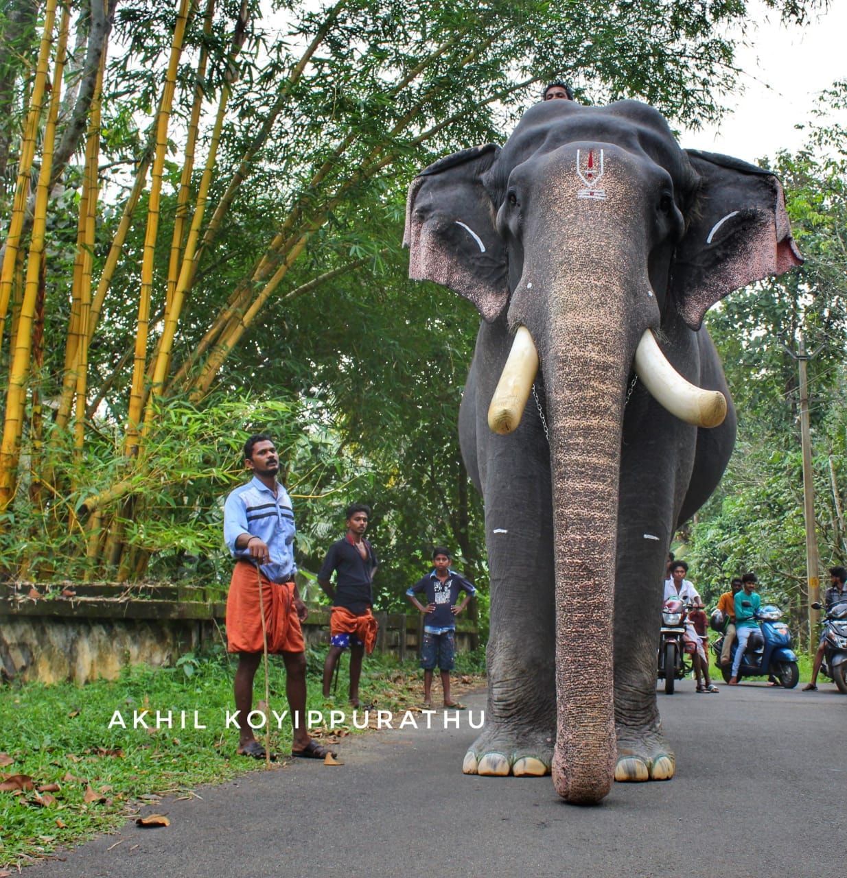 Kerala elephant Pampady Rajan