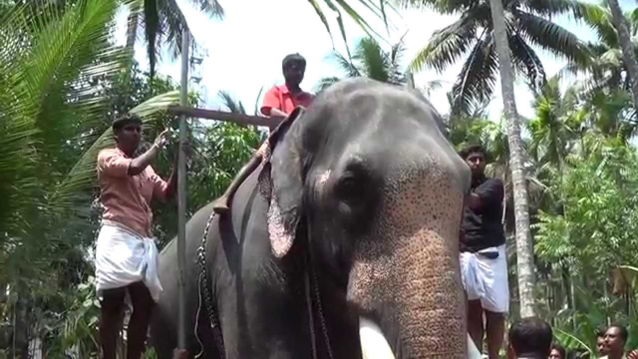 Kerala Elephants Height List 2018