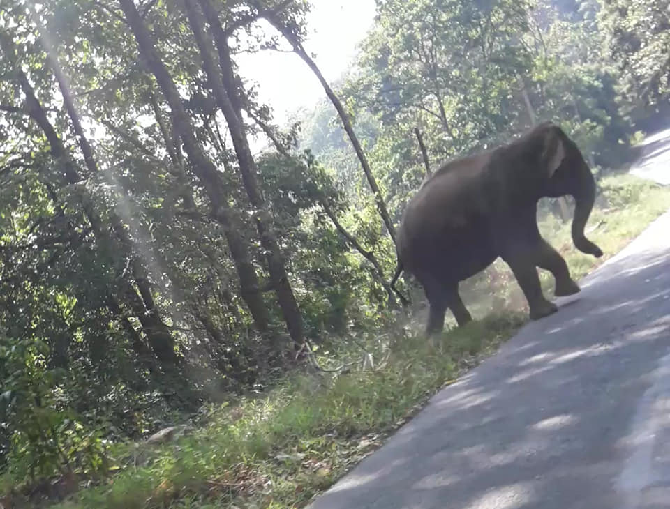 Idukki Neriamangalam wild elephant ഒരു കാട്ടാന അപാരത 3